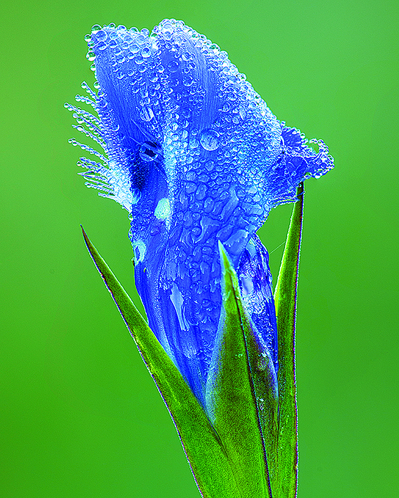 a blue flower with water droplets on the petals